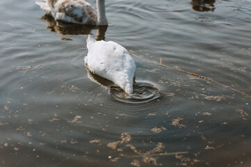 Many wild white swans, birds swim in the sun during the day in the water of a lake, river in nature, with their heads down to the bottom looking for food. Animal photography.