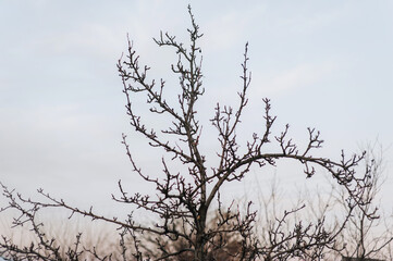 Dry tree branches against the blue sky in the evening. Abstract photography.