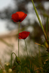 Obraz premium Delicate red poppies stand tall amidst gentle green grass at sunset
