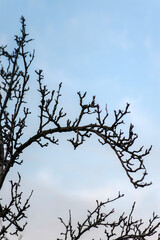 Dry tree branches against the blue sky in the evening. Abstract photography, landscape.