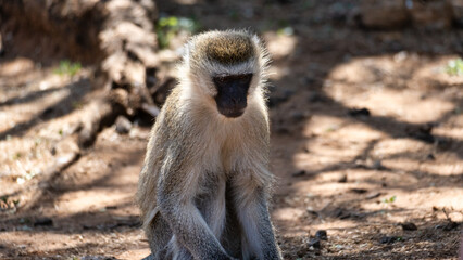A solitary baboon gracefully sits in its natural habitat, embodying the calm of nature