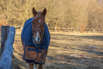Beautiful horse in a corral wearing a blanket against the winter