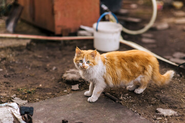 Portrait of a small red striped hungry scared stray cat outdoors in a village. Animal photography.