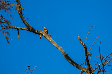 Small wild bird - Eurasian nuthatch sitting on a tree branch