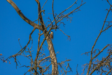 Small wild bird - Eurasian nuthatch sitting on a tree branch