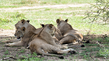 A majestic group of lions is found relaxing peacefully in the shady area of the savanna Tarangire Tanzania Africa