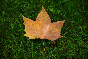Close-up of a maple leaf, specifically a sugar maple leaf, Acer saccharum on the ground.