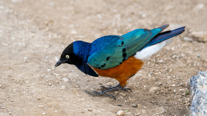 A Vibrant Bird with Beautiful and Colorful Plumage Captured in Its Natural Habitat Serengeti Tanzania Africa