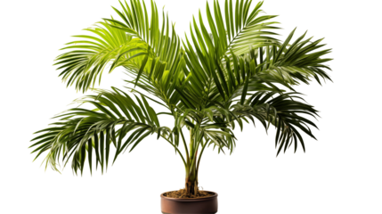 Parlor Palm Plant Lush Green Foliage, Tropical Indoor Decor for Vibrant Home Themes.