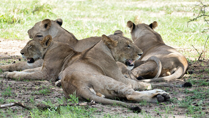 Prowling Pride Lions Resting Together in the Gorgeous Savannah of Africas Wilderness Tarangire Tanzania Africa