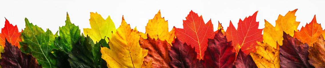 Vibrant Autumn Maple Leaves on White Background