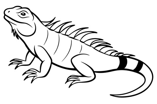 black and white iguana drawing clip art preview