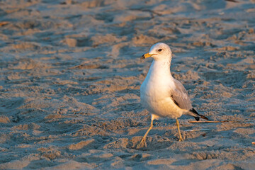 Ring-Billed Gull on sandy beach.