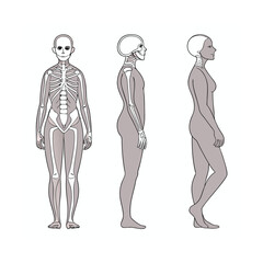 High Resolution Human Body Diagram Front, Back, and Side Views for Medical and Educational Use