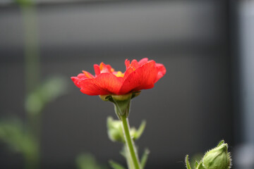 beautiful garden avens, flower of garden avens, petals borisii, red Geum, dark background, red Geum coccineum Borisii, red flower black background, scarlet flower petals