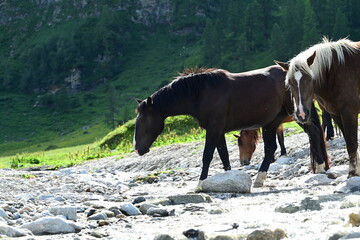 Durst. Schöne Noriker beim Trinken am Wildbach