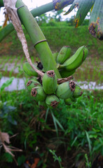 Crooked unripe green banana hanging on the tree