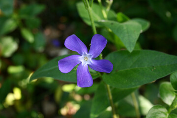 Fototapeta premium green forest floor with bigleaf periwinkle, purple flower, beautiful purple flower, flower of Vinca major, pretty Vinca on the forest floor surrounded by green leaves, periwinkle, bigleaf periwinkle