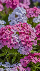 Close-up of pink and purple Phlox flowers, showcasing their vibrant colors
