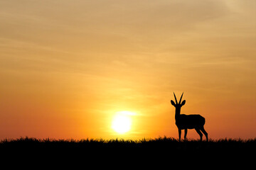 Silhouette of a Gazelle Against a Vibrant Sunset in the African Savannah Landscape