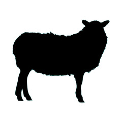 sheep silhouette - vector illustration