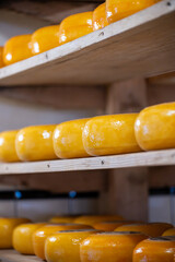 Wooden shelves with hard matured cheese from cow's milk at cheese factory in North Holland, The Netherlands, Dutch cheese farm