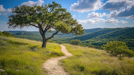 Obraz premium Lone Tree On a Scenic Hiking Trail Overlooking a Verdant Valley With Clouds