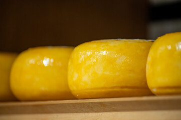 Wooden shelves with hard matured cheese from cow's milk at cheese factory in North Holland, The Netherlands, Dutch cheese farm