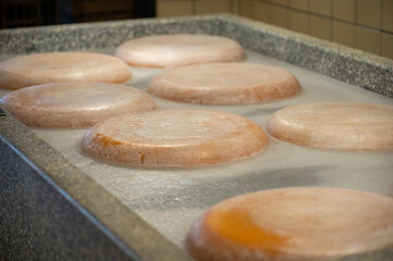 Cow's milk cheese production process at cheese factory in North Holland, The Netherlands, Dutch chees farm, cheese wheels are salted in salt bath