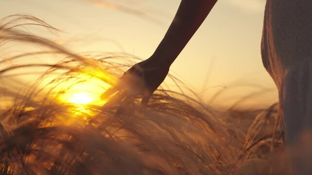 Tourist came to countryside to be inspired by fresh air and sight of setting sun on field before week of work. Tourist soaks up energy of sun in evening field. Lady visits wide field of feather grass