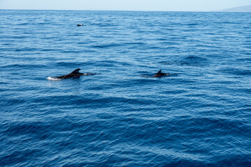 Watching flock of dolfins and whales from touristic boat, south of Tenerife island, Canary, Spain,...