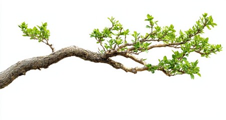 Fototapeta premium Bonsai tree branch with green leaves isolated on white background