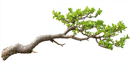 Fototapeta premium Bonsai tree branch showing lush green leaves on white background
