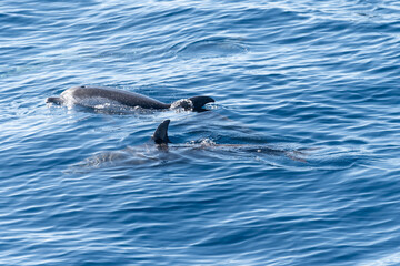 Naklejka premium Watching flock of dolfins and whales from touristic boat, south of Tenerife island, Canary, Spain, wildlife seascape