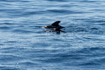 Naklejka premium Watching flock of dolfins and whales from touristic boat, south of Tenerife island, Canary, Spain, wildlife seascape