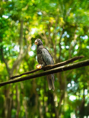 Solitary Grey Parrot Perched on Branch in Vibrant Tropical Forest