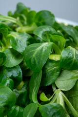 Valeriana locusta or lamb's lettuce corn salad is identifiable by its rounded leaf and deep green colour, healthy vegetarian food