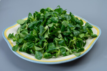 Valeriana locusta or lamb's lettuce corn salad is identifiable by its rounded leaf and deep green colour, healthy vegetarian food