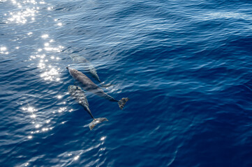 Watching flock of dolfins and whales from touristic boat, south of Tenerife island, Canary, Spain,...