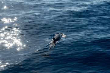 Watching flock of dolfins and whales from touristic boat, south of Tenerife island, Canary, Spain,...