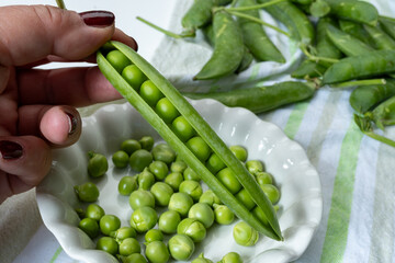 New harvest of fresh ripe green peas legumes