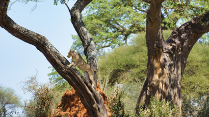 A graceful lioness is elegantly perched on a sturdy tree branch in the stunning African savannah Tarangire National Park Tanzania Africa