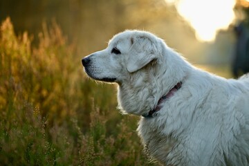 Biały Owczarek © Jacek