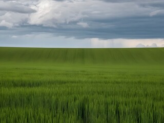 Obraz premium green grass and blue sky scenery.