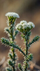 Close-up of Santolina Chamaecyparissus plant in bloom