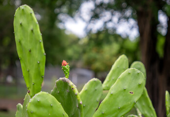 Prickly pear cactus budding with fresh orange flower. Desert botanical: nopal cactus with emerging bloom. Spring awakening
