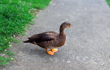 Wild duck on park walkway on sunny day. Brown waterfowl taking a stroll on garden path