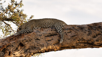 A leopard rests elegantly on a sturdy branch amidst the beauty of its natural habitat features Serengeti Tanzania Africa