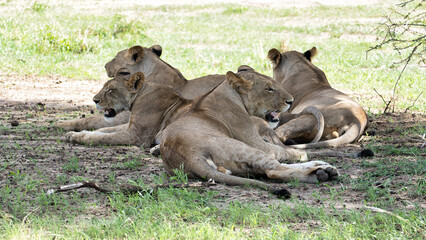 A Pride of Majestic Lions Resting Peacefully in the Warm Sunlight of their Habitat Tarangire Tanzania Africa
