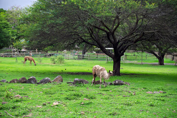 Lamas feeding in green field. Peaceful pasture with grazing llamas under shade trees.